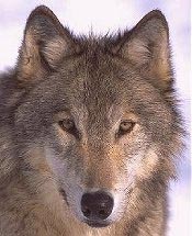 Common Gray Wolf