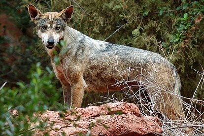 Indian Wolf