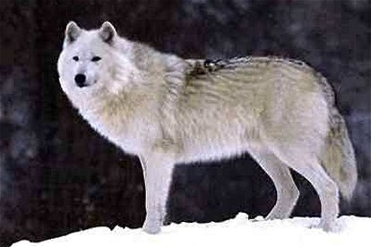 bernard's Wolf