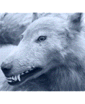 Hokkaido Japanese Wolf