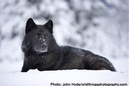 Alexander Archipelago Wolf