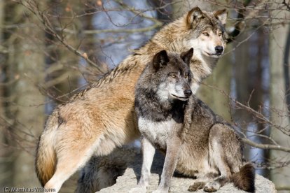 Eastern Timber Wolves