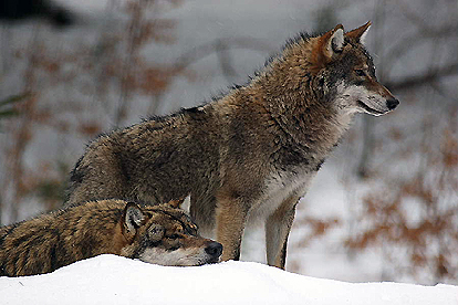 Great Plains Wolves