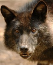 Interior Alaskan Wolf