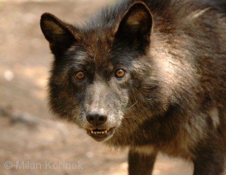 Interior Alaskan Wolf