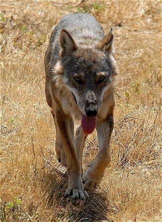 Italian Wolf (Canis lupus italicus)