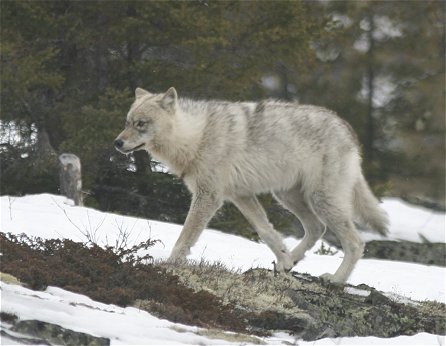 Labrador Wolf in Quebec