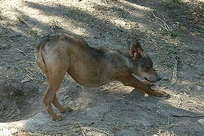 Lobo Iberico Pup