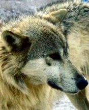 Manitoba Wolf