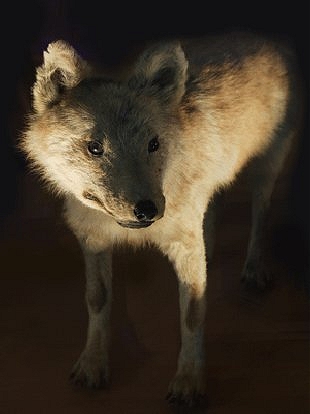 Hondo Wolf