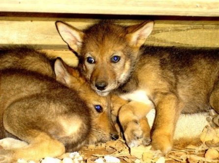 Red Wolf Pups at 5 weeks - Chattanooga Nature Center, Tennessee