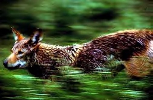 Red Wolf in action (Canis rufus rufus)