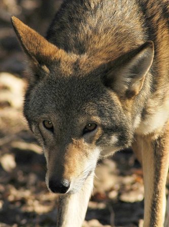 Red Wolf (Canis lupus rufus)