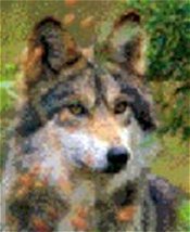 Texas Gray Wolf