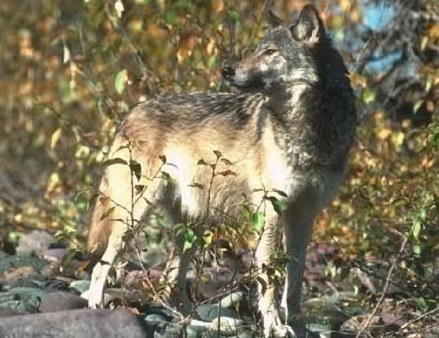 European Gray Wolf (Canis lupus lupus)