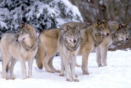 European Commmon Grey Wolf (Canis lupus lupus)