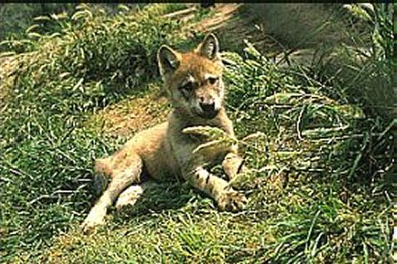 Grey Wolf Pup (Canis lupus lupus)